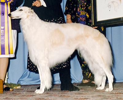 Top Best of Opposite Sex Borzoi 1994